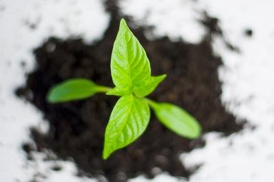 ERP for growth - paprika plant