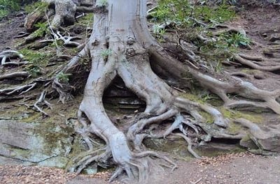 Manufacturing ERP and the Work Order “Reveal”